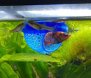 Esconderijo Flutuante para Peixes Betta