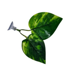 Folha de Descanso para Peixe Betta – Antiestresse